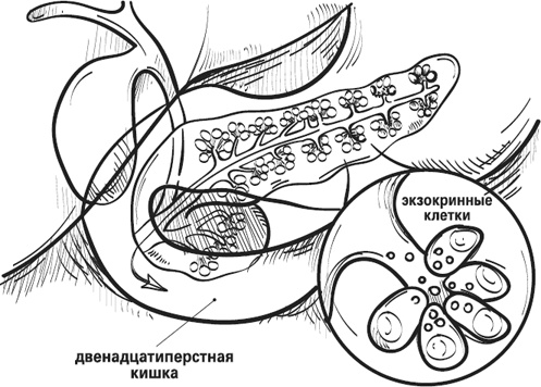 Иллюстрация к книге — Мой лучший друг - желудок. Еда для умных людей [i_005.jpg]