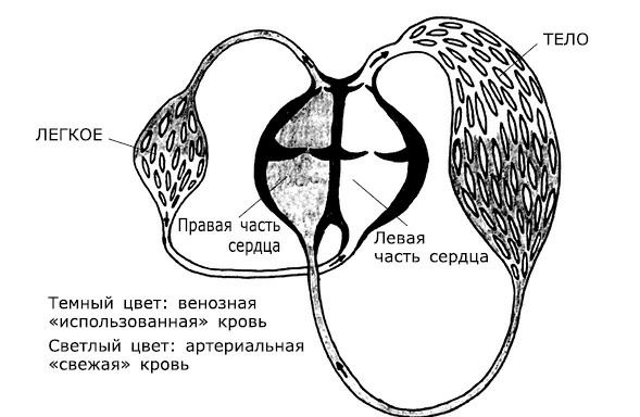 Иллюстрация к книге — Проблемы сердца и органов кровообращения. Как справиться с сердечными недугами [i_002.jpg]