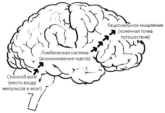 Иллюстрация к книге — Эмоциональный интеллект 2.0 [i_001.jpg]