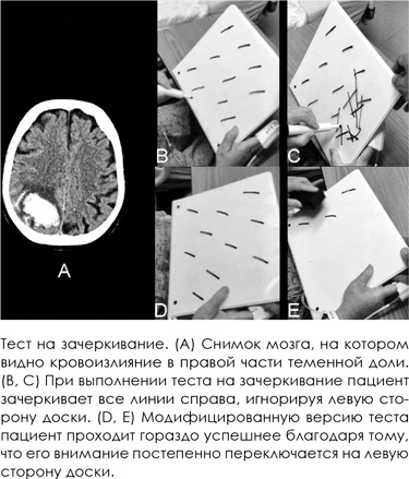 Иллюстрация к книге — НейроЛогика. Чем объясняются странные поступки, которые мы совершаем неожиданно для себя [i_012.jpg]