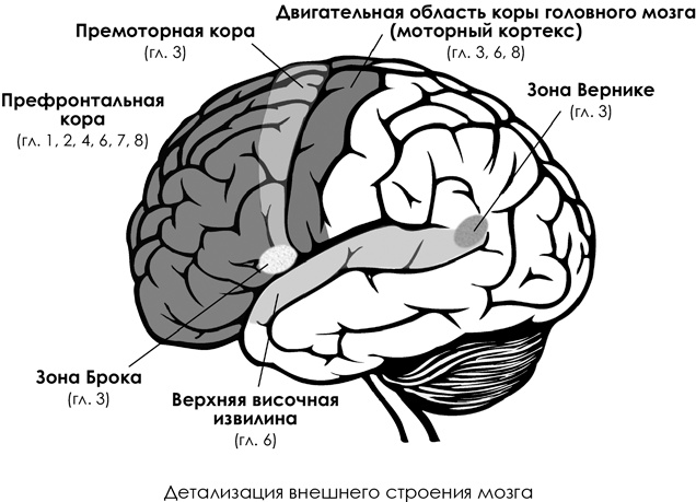 Иллюстрация к книге — НейроЛогика. Чем объясняются странные поступки, которые мы совершаем неожиданно для себя [i_037.jpg]