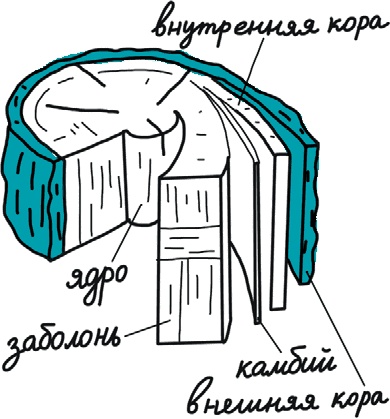 Иллюстрация к книге — От динозавра до компота. Ученые отвечают на 100 (и еще 8) вопросов обо всем [i_020.jpg]
