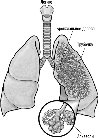 Иллюстрация к книге — Первая помощь своими руками. Если скорая не спешит [i_059.jpg]