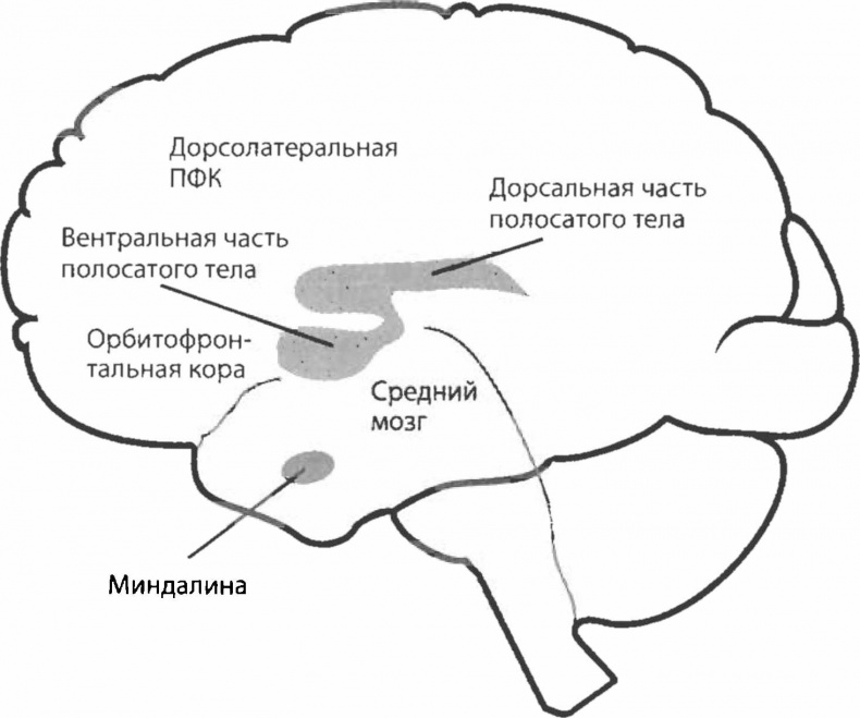 Иллюстрация к книге — Биология желания. Зависимость - не болезнь [img_1.jpg]