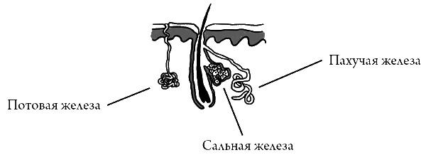 Что скрывает кожа. 2 квадратных метра, которые диктуют, как нам жить