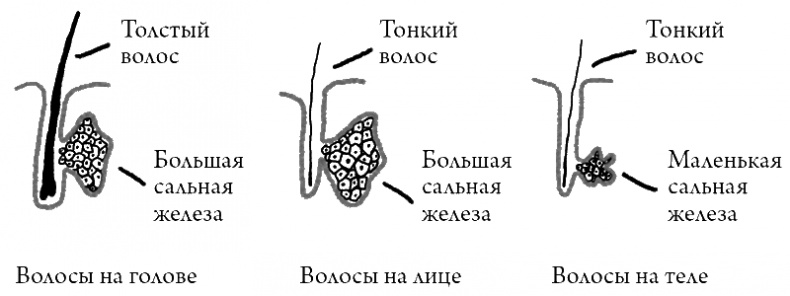 Что скрывает кожа. 2 квадратных метра, которые диктуют, как нам жить