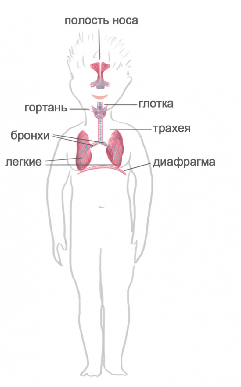 Иллюстрация к книге — Как я устроен [i_010.jpg]