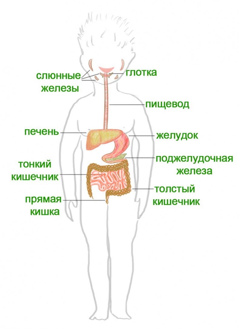 Иллюстрация к книге — Как я устроен [i_012.jpg]