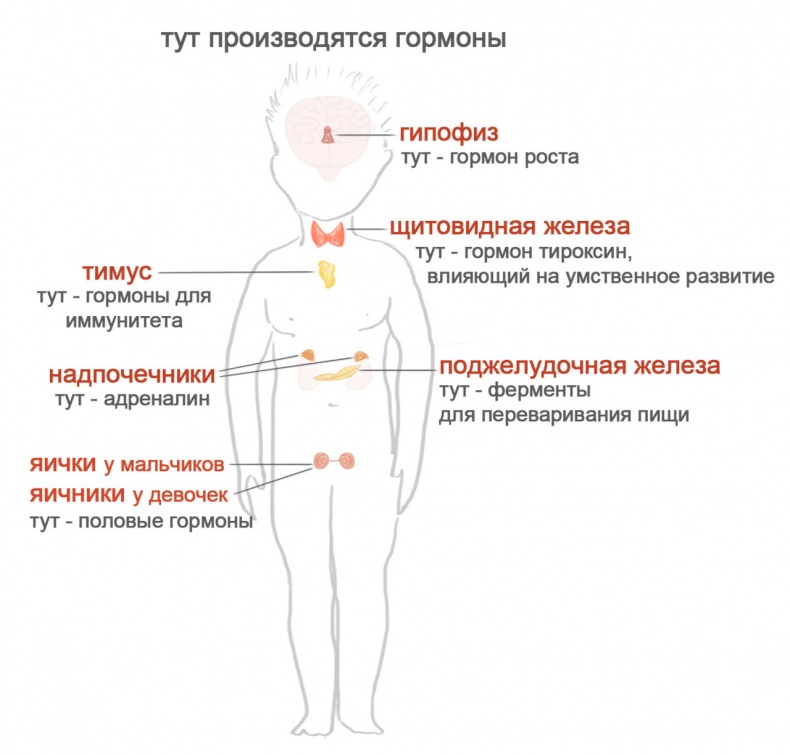 Иллюстрация к книге — Как я устроен [i_018.jpg]
