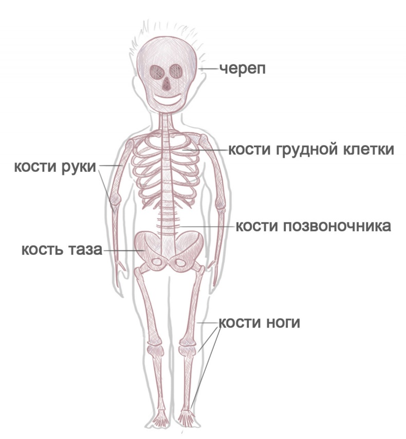 Иллюстрация к книге — Как я устроен [i_020.jpg]