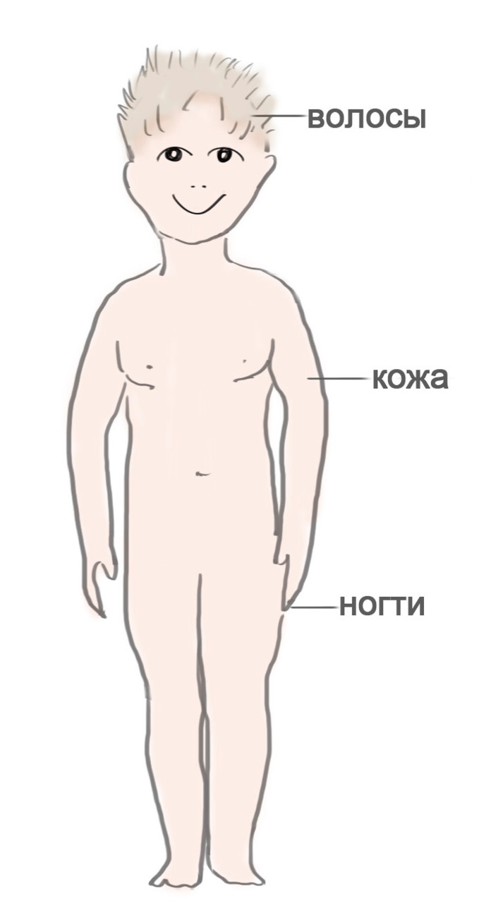 Иллюстрация к книге — Как я устроен [i_024.jpg]
