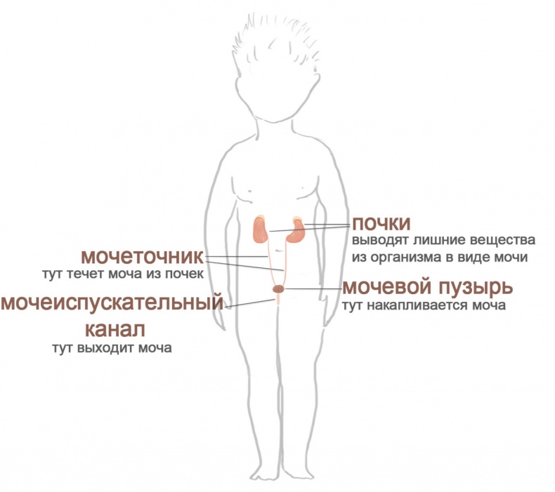 Иллюстрация к книге — Как я устроен [i_026.jpg]