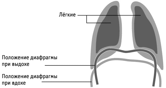 Иллюстрация к книге — Фрукторианство. Новый взгляд на эволюцию питания человека [_053.jpg]