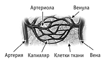 Иллюстрация к книге — Фрукторианство. Новый взгляд на эволюцию питания человека [_084.jpg]