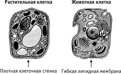 Иллюстрация к книге — Фрукторианство. Новый взгляд на эволюцию питания человека [_107.jpg]