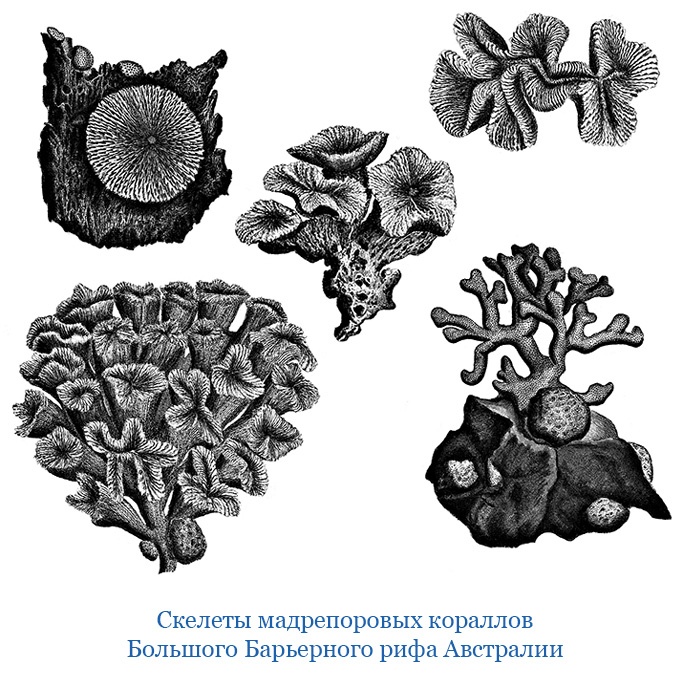 Иллюстрация к книге — Открытие Антарктиды [i_080.jpg]