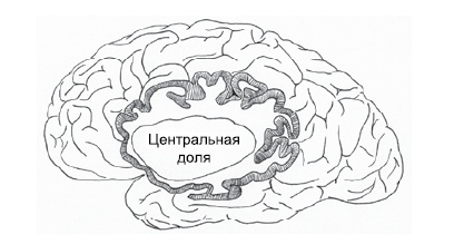 Иллюстрация к книге — Эмоциональная жизнь мозга [i_007.jpg]