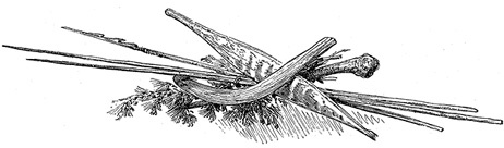 Иллюстрация к книге — Путешествие вокруг света на корабле «Бигль» [i_122.jpg]