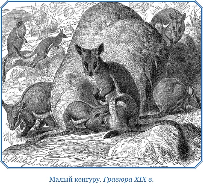 Иллюстрация к книге — Путешествие вокруг света на корабле «Бигль» [i_124.jpg]