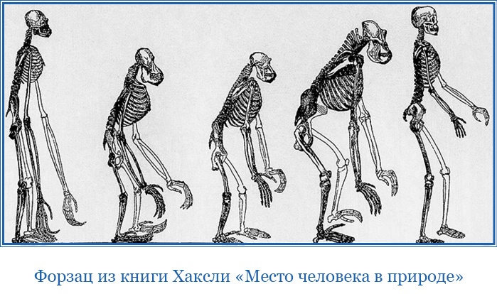 Иллюстрация к книге — Путешествие вокруг света на корабле «Бигль» [i_135.jpg]