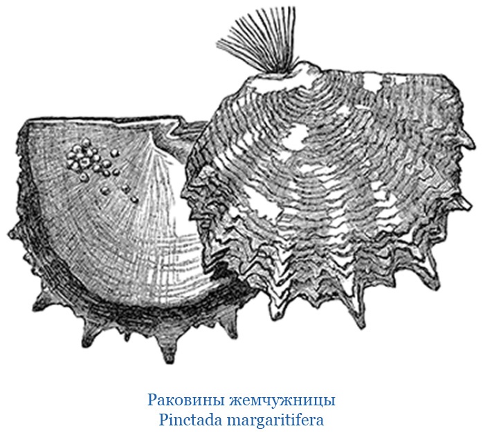 Иллюстрация к книге — Путешествия. Дневники. Воспоминания [i_126.jpg]