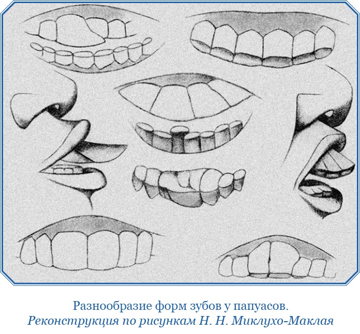 Иллюстрация к книге — Путешествие на берег Маклая [i_134.jpg]