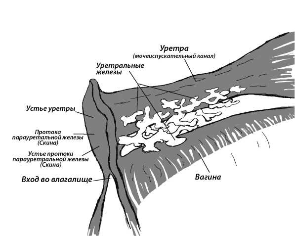 Иллюстрация к книге — 7 минут до оргазма. Книга-тренинг [image16.jpg]