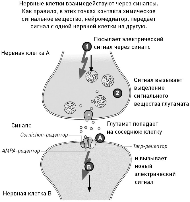 Иллюстрация к книге — Мастерство ритейл-брендинга [i_012.jpg]