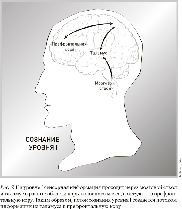 Иллюстрация к книге — Будущее разума [i_008.jpg]