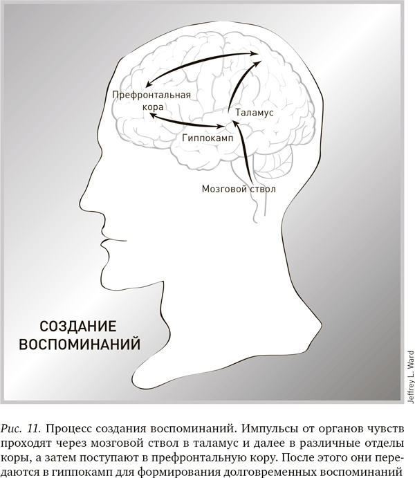 Иллюстрация к книге — Будущее разума [i_012.jpg]