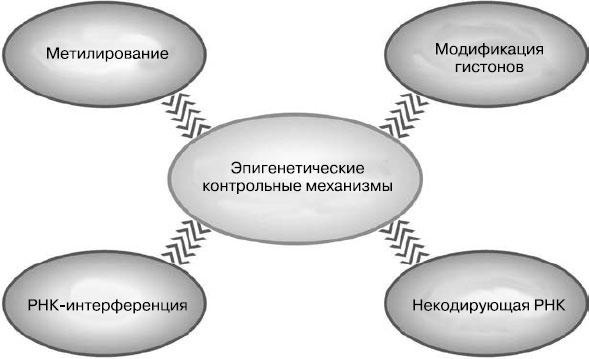 Иллюстрация к книге — Таинственный геном человека [i_003.jpg]