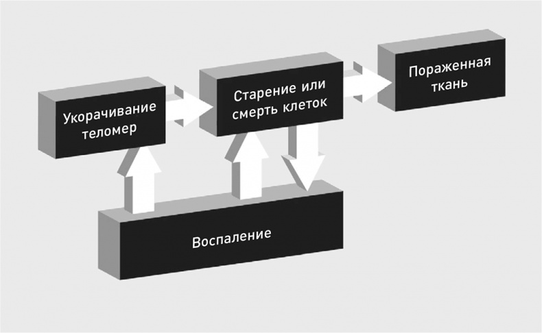 Иллюстрация к книге — Эффект теломер. Революционный подход к более молодой, здоровой и долгой жизни [i_008.jpg]