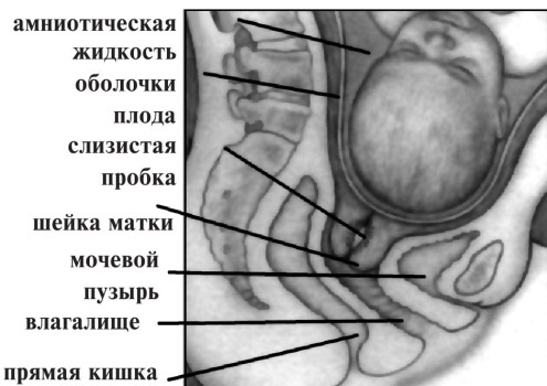 Иллюстрация к книге — В ожидании малыша (обновленное издание) [i_148.jpg]