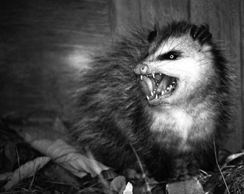 Иллюстрация к книге — Безумно счастливые. Часть 2. Продолжение невероятно смешных рассказов о нашей обычной жизни [i_008.jpg]