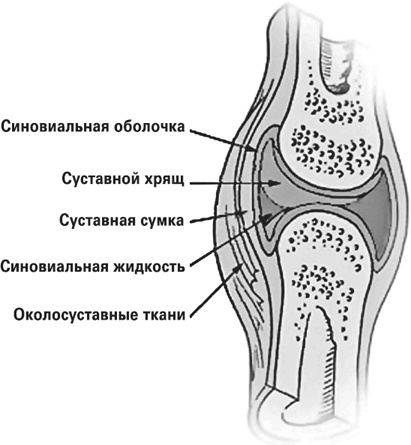 Мифы о нашем теле. Научный подход к примитивным вопросам