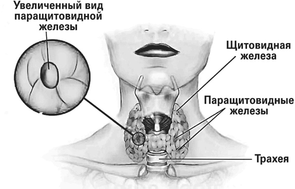 Мифы о нашем теле. Научный подход к примитивным вопросам
