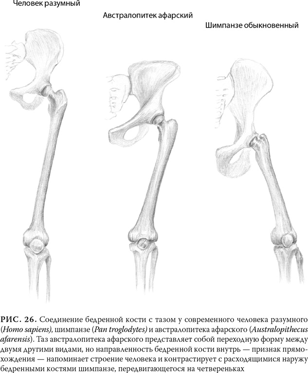 Иллюстрация к книге — Эволюция: Неопровержимые доказательства [i_031.jpg]