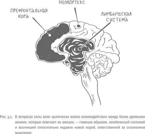 Иллюстрация к книге — Воля и самоконтроль. Как гены и мозг мешают нам бороться с соблазнами [i_011.jpg]