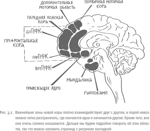 Иллюстрация к книге — Воля и самоконтроль. Как гены и мозг мешают нам бороться с соблазнами [i_012.jpg]