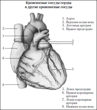Иллюстрация к книге — Учение о выживании [i_003.jpg]