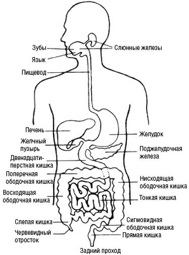 Иллюстрация к книге — Любовь и прощение - лучшие лекарства от всех болезней в любом возрасте [_137.jpg]
