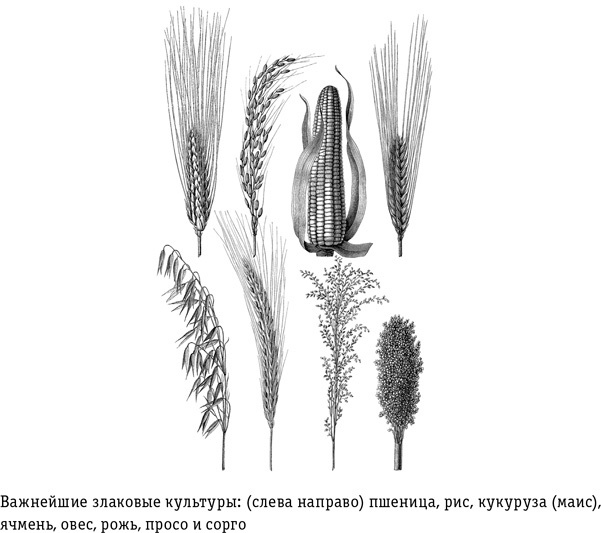 Иллюстрация к книге — Цивилизация с нуля. Что нужно знать и уметь, чтобы выжить после всемирной катастрофы [i_009.jpg]