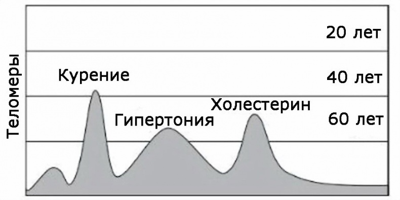 Иллюстрация к книге — Теломераза. Как сохранить молодость, укрепить здоровье и увеличить продолжительность жизни [i_025.jpg]