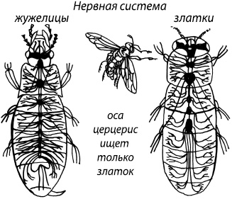 Иллюстрация к книге — Занимательная психология [i_070.jpg]