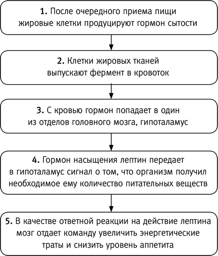 Иллюстрация к книге — Вальс гормонов: вес, сон, секс, красота и здоровье как по нотам [i_003.jpg]