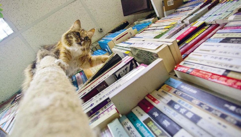 Иллюстрация к книге — Белый медведь в стране драконов [_024.jpg]