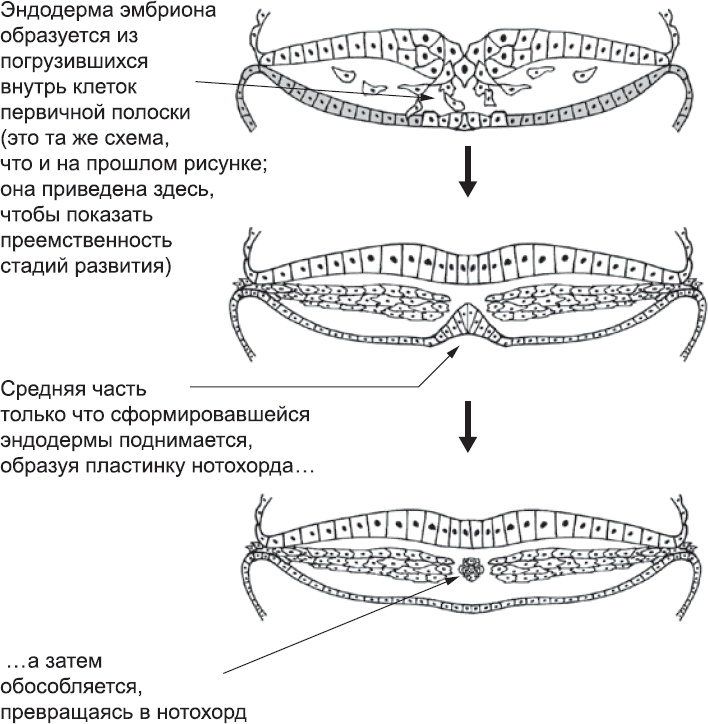 Иллюстрация к книге — Онтогенез. От клетки до человека [_13.jpg]