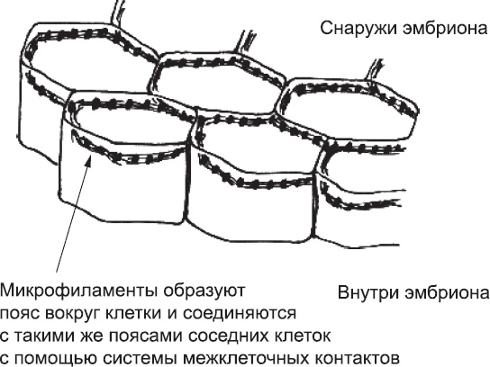 Иллюстрация к книге — Онтогенез. От клетки до человека [_18.jpg]