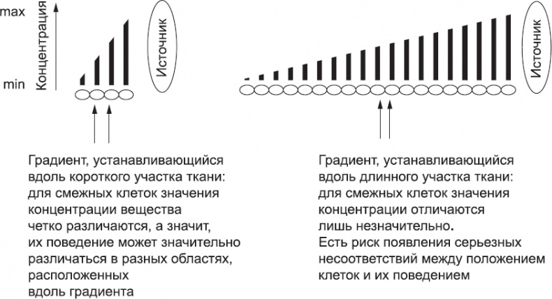 Иллюстрация к книге — Онтогенез. От клетки до человека [_23.jpg]