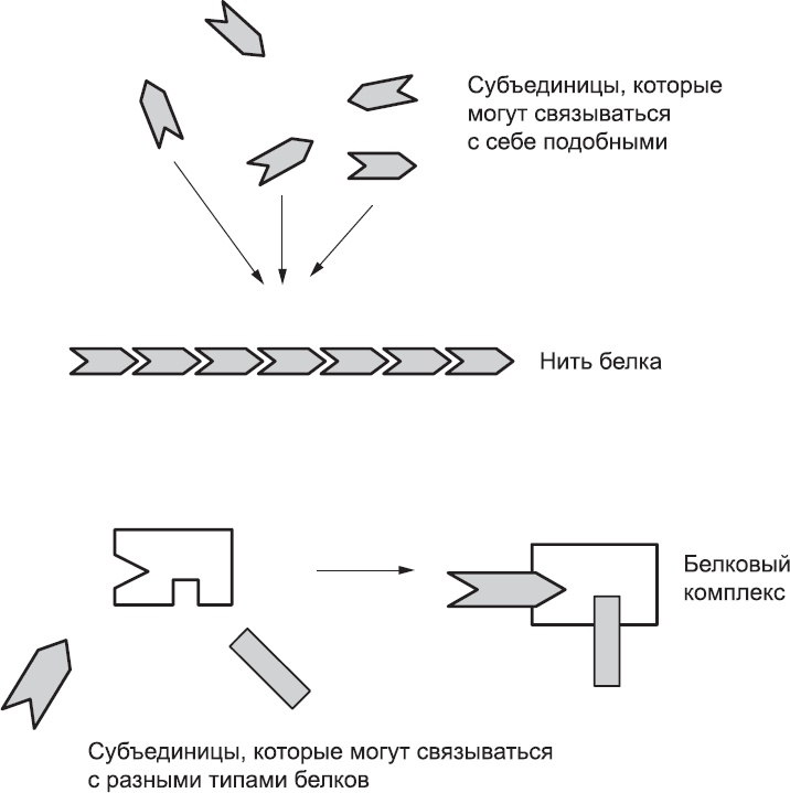 Иллюстрация к книге — Онтогенез. От клетки до человека [_3.jpg]